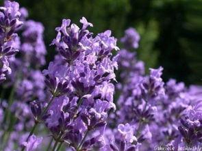 薰衣草在线观看,在线观看之旅 第2张 薰衣草在线观看,在线观看之旅 第2张